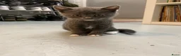 British Shorthair cats for sale: British short hair 1 Boy 5 Girls  in London - Advert 9