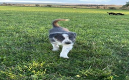 Border Collie dogs for sale: 4 Border collie puppies  - Advert 3