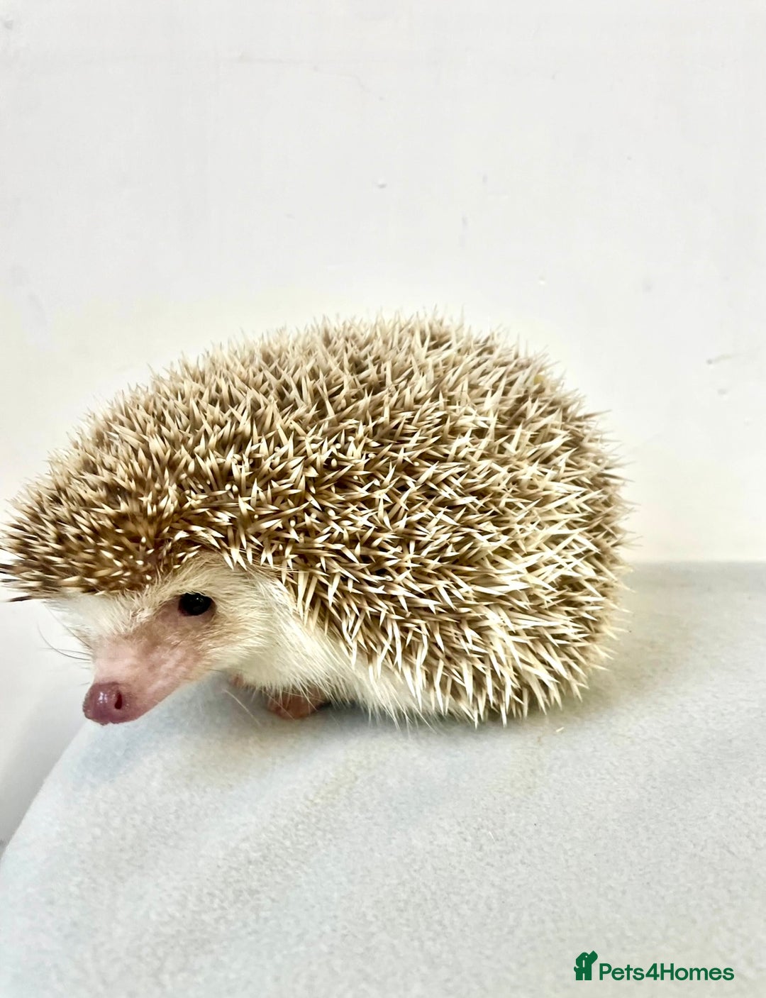 Pygmy Hedgehog rodents for sale: Beautiful Young Female African Pygmy Hedgehog  - Advert 2