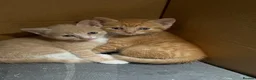 Domestic Shorthair cats for sale: Beautiful kittens raised in a family home - Advert 14