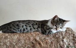 Bengal cats for sale: Bengal X Kittens High % Wild Asian Leopard Cat.  - Image 17
