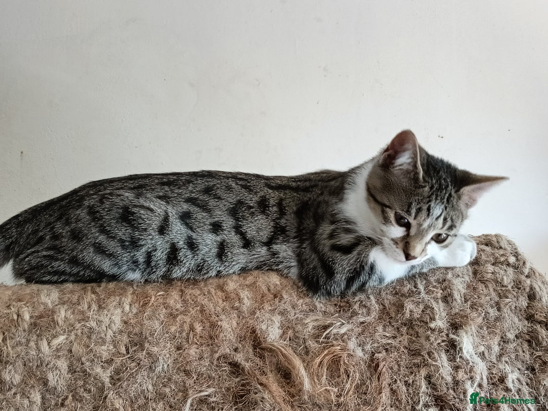Bengal cats for sale: Bengal X Kittens High % Wild Asian Leopard Cat.  - Image 17