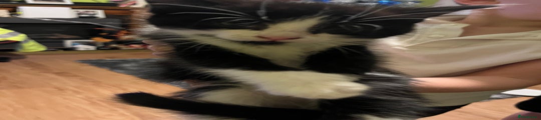 British Shorthair Kitten 3