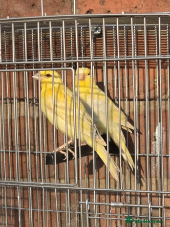 Canaries birds - Advert 4