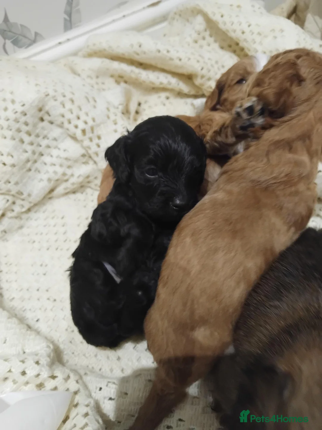 Cockapoo dogs for sale: Beautiful fur ball puppies 🐶  - Advert 2