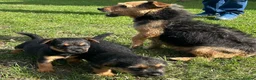 Border Terrier dogs for sale: Boarder terrier x jack Russell - Advert 8