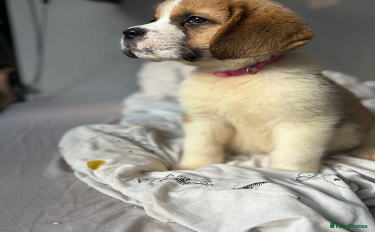 Saint Bernard dogs - Advert 1