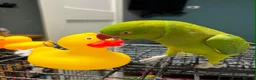 Ringnecks birds for sale: Ringneck baby parrot to go in Coventry - Advert 3