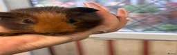 Guinea Pig rodents for sale: Gorgeous baby Guineapigs  - Advert 2