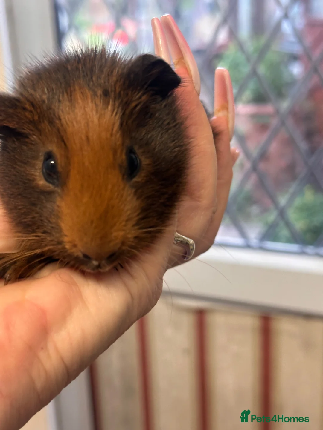 Guinea Pig rodents for sale: Gorgeous baby Guineapigs  - Advert 2