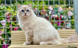 Ragdoll cats for sale: 1 boy 3 girls  - Image 15
