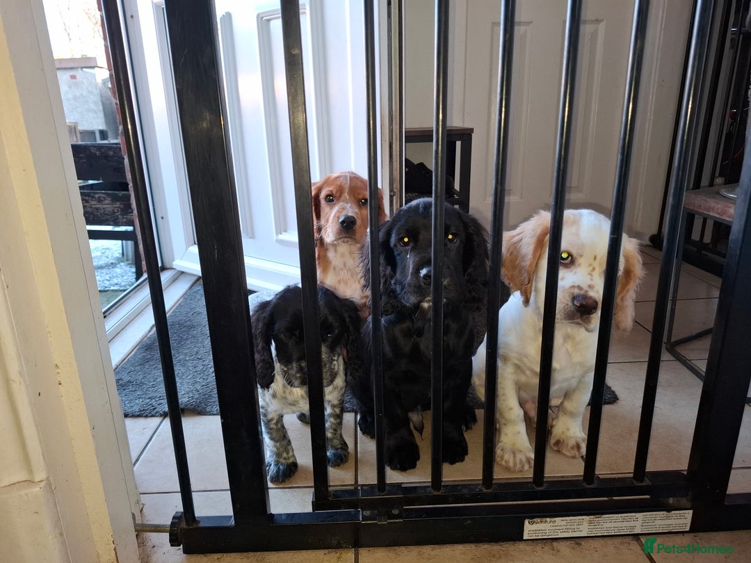 Sprocker dogs for sale: Sprocker Puppies Ready Now - Advert 9