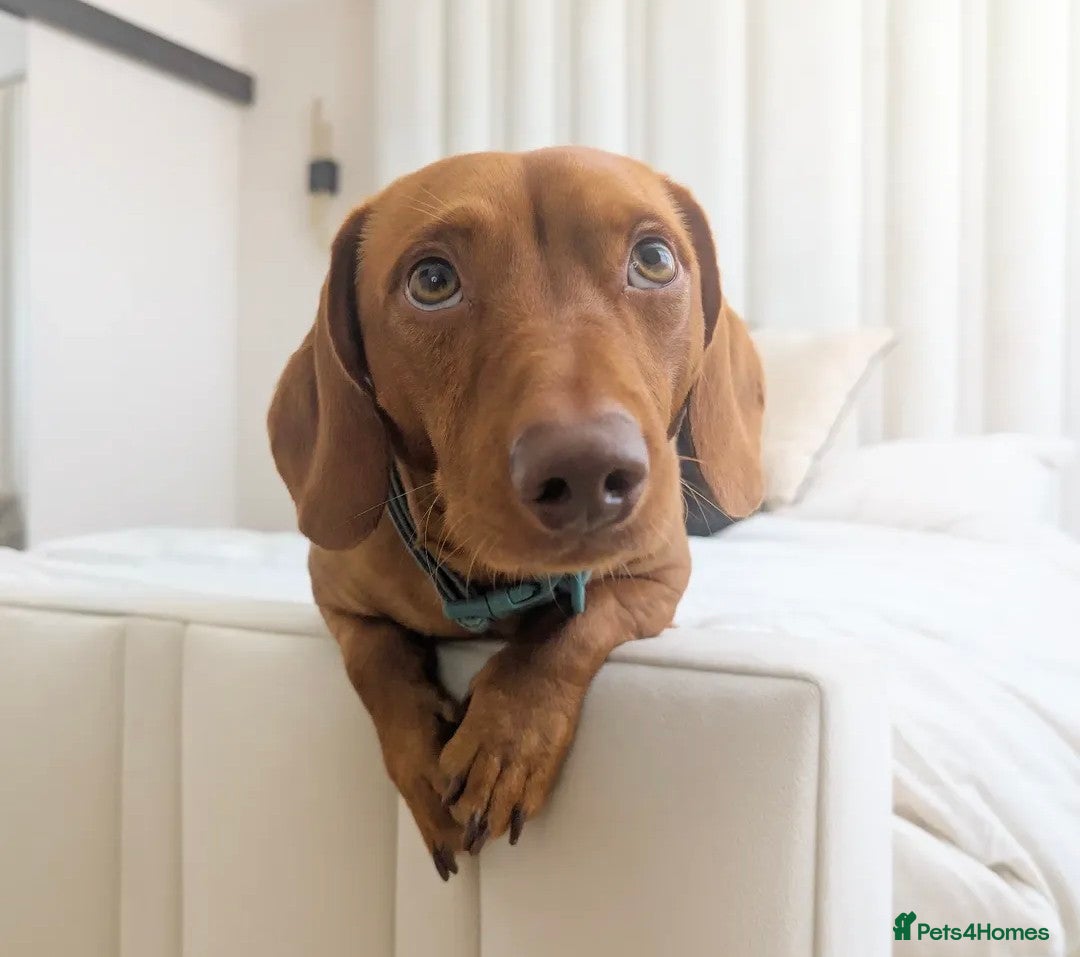 Mixed Breed dogs for sale: Lennie  - Advert 8