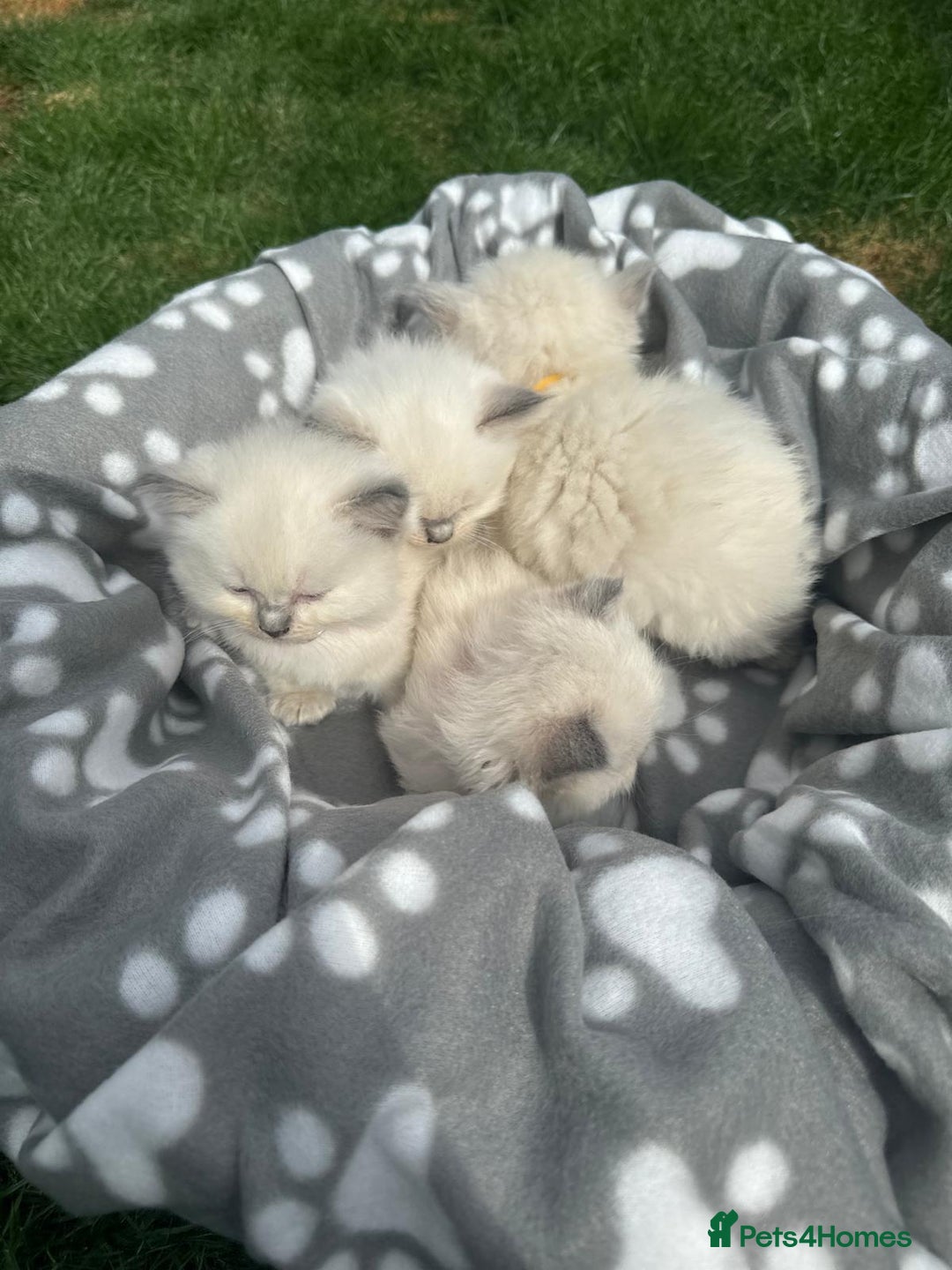 Ragdoll cats for sale: Beautiful Ragdoll kittens  - Image 7