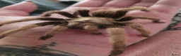 Tarantulas invertebrates for sale: Tarantulas for sale  - Advert 8