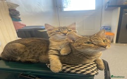Bengal cats for sale: 3 black and 3 bengal kittens (1 male) - Image 15
