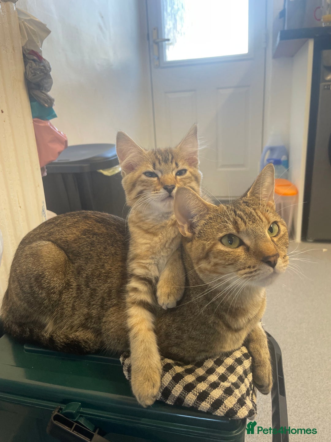 Bengal cats for sale: 3 black and 3 bengal kittens (1 male) - Image 15