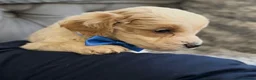 Cockapoo dogs for sale: Cockapoo puppies for sale  in Wednesbury - Advert 14