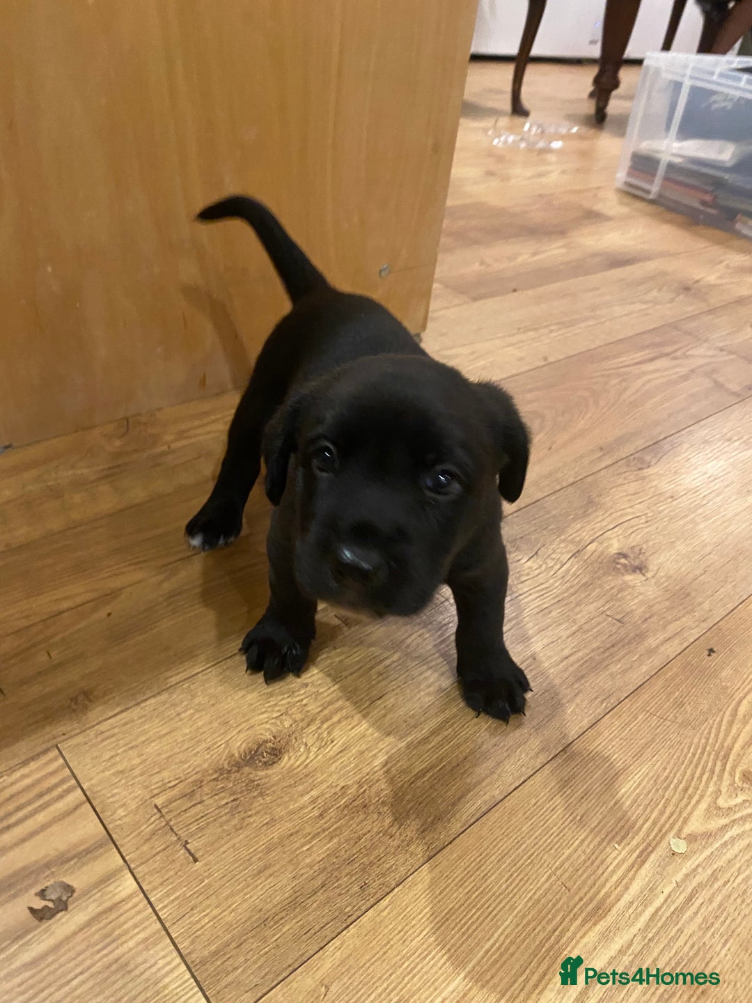 Mixed Breed dogs for sale: Adorable Male Puppies Looking for Loving Home - Advert 2