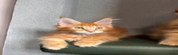 Maine Coon cats for sale: ✨5 Gorgeous GCCF Pure Bred MC kittens  in Burton-on-Trent - Advert 17