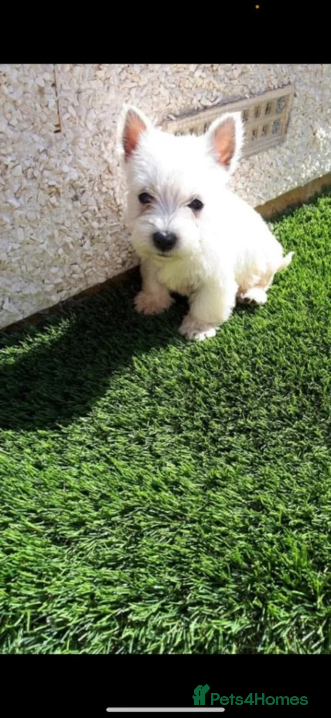 West Highland Terrier dogs for sale: Westie girl pup - Advert 1