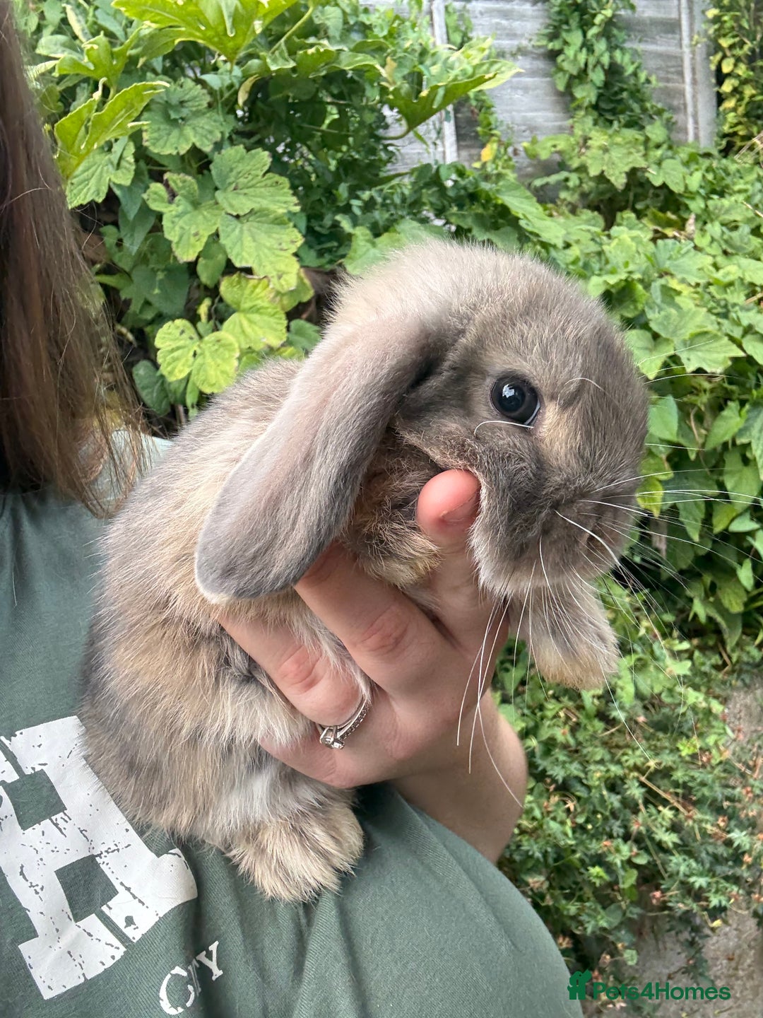 Mini Lop rabbits for sale: 3 mini lop bucks for sale  - Image 6