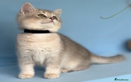 British Shorthair cats for sale: Stunning British shorthair kittens AN 12 GCCF  - Image 4