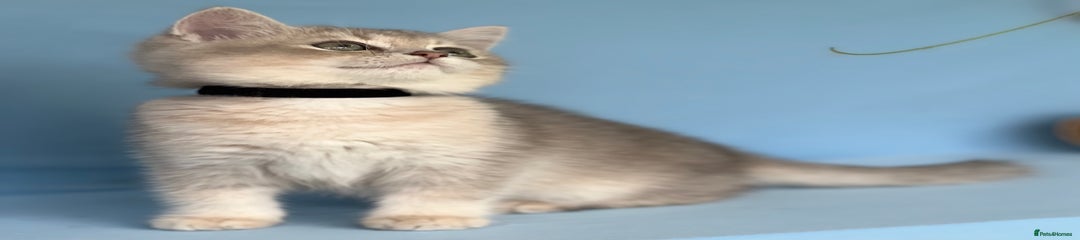 British Shorthair Kitten 2