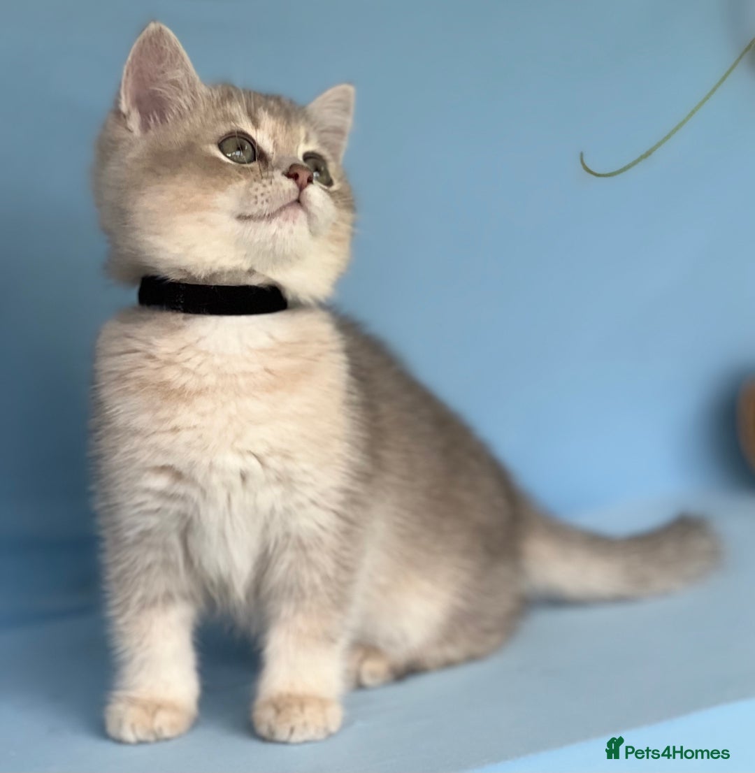 British Shorthair cats for sale: Stunning British shorthair kittens AN 12 GCCF  - Image 4