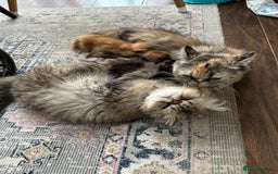 Persian cats for sale: Beautiful Kittens Looking for Forever Homes - Image 10