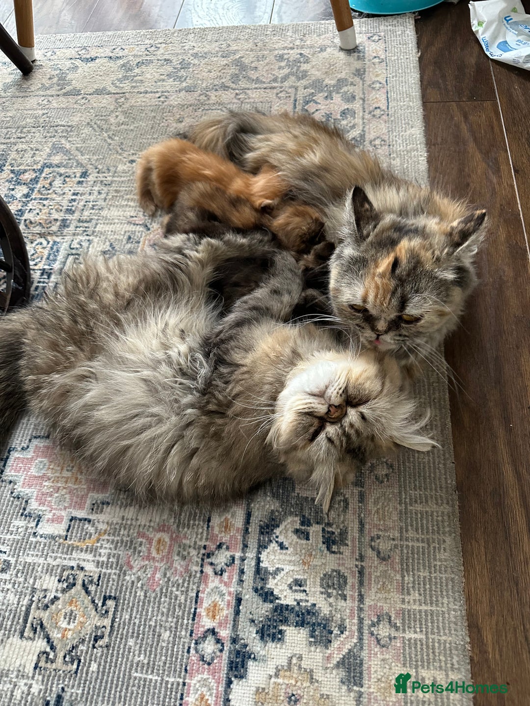Persian cats for sale: Beautiful Kittens Looking for Forever Homes - Image 10