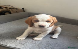 Beagle dogs for sale: 2 stunning Beagle Puppies, ready now in Sidcup - Image 27