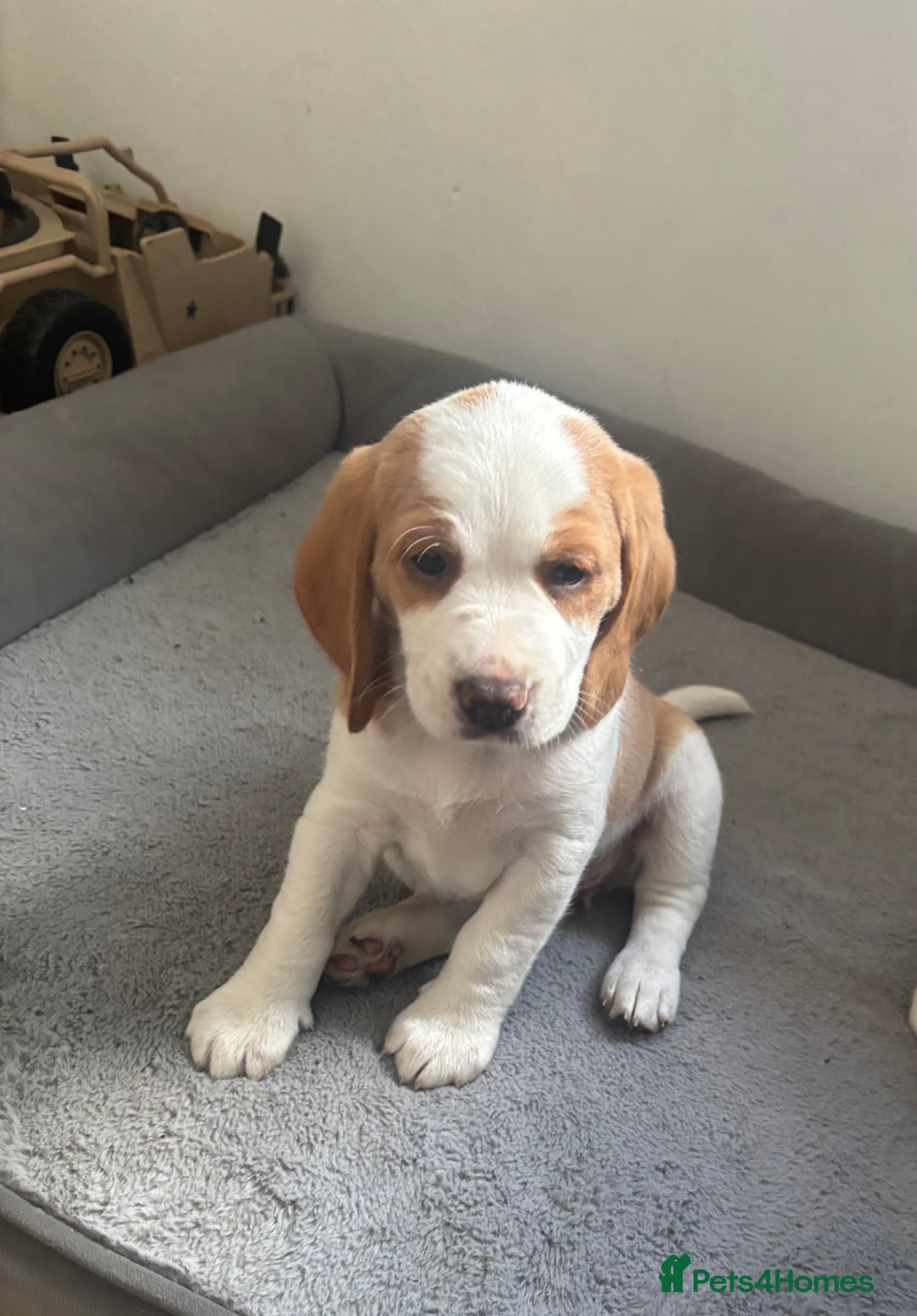 Beagle dogs for sale: 2 stunning Beagle Puppies, ready now in Sidcup - Image 27