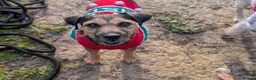 Mixed Breed dogs for sale: Patterdales (cocker/patterdale)  - Advert 5