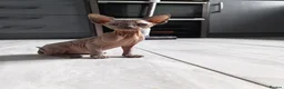 Mixed Breed cats for sale: Stunning sphynx x ragdoll kittens  - Advert 38