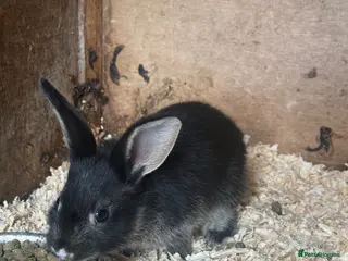 New Zealand rabbits New Zealand x Rex - Advert 1