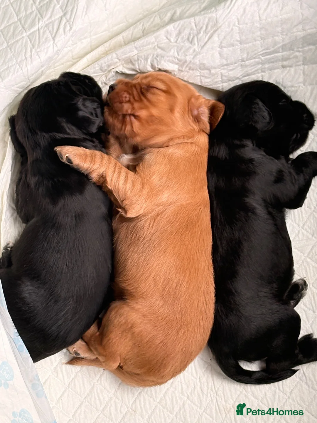 Cocker Spaniel dogs for sale: 3 cocker pups  - Advert 2