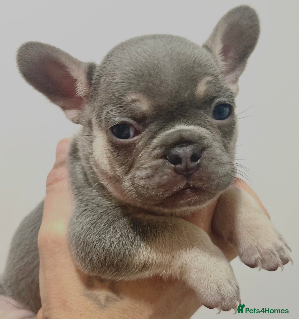 French Bulldog dogs Lilac tan French bulldog puppies  - Advert 8