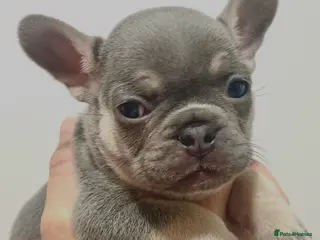 French Bulldog dogs Lilac tan French bulldog puppies - Advert 2