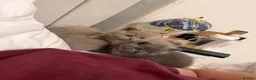 British Shorthair cats for sale: Beautiful British Shorthair blue&lilac Kittens - Advert 13