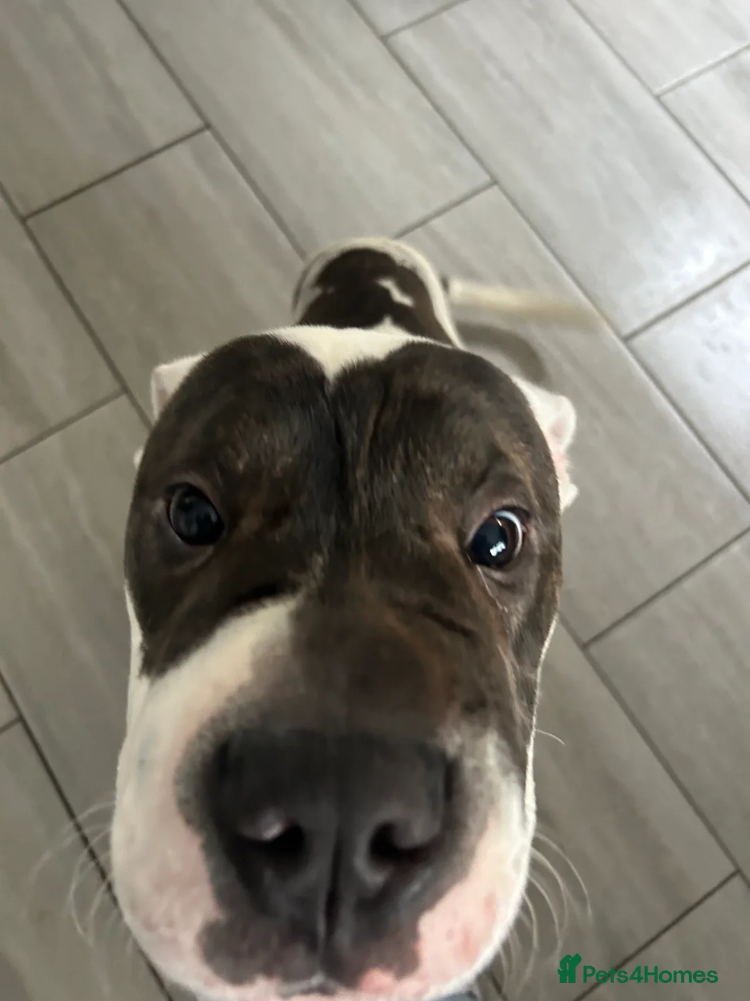 American Bulldog dogs for sale: Rocket - Advert 2