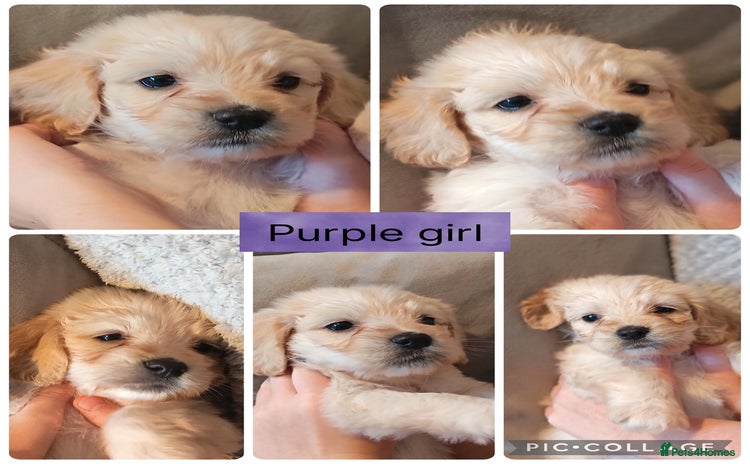 Mixed Breed dogs - Advert 6