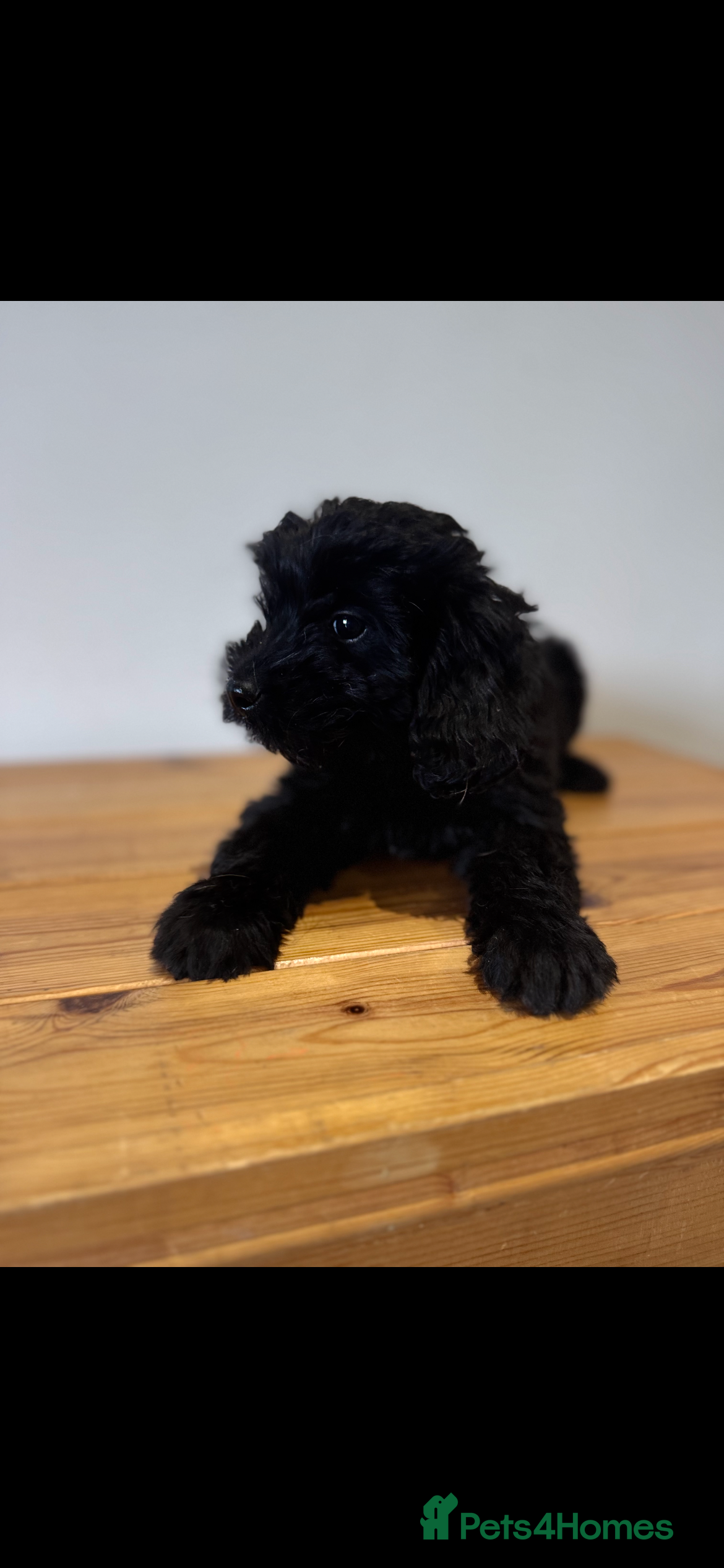 Cockapoo dogs F1 cockapoos  - Advert 16