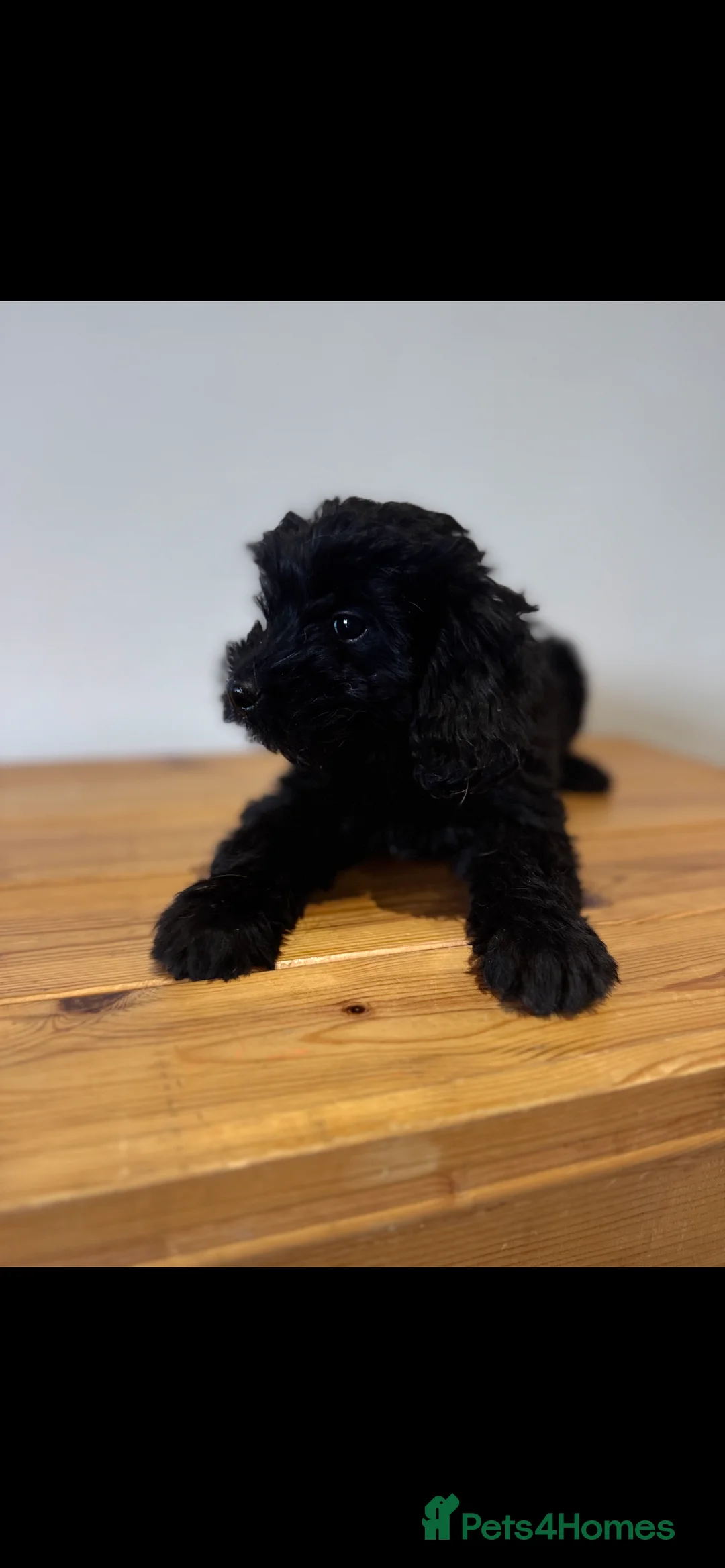 Cockapoo dogs for sale: F1 cockapoos  - Advert 1