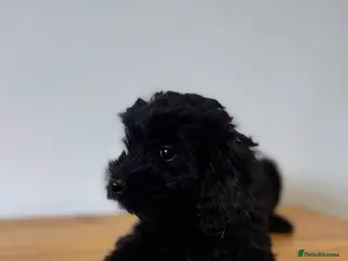 Cockapoo dogs F1 cockapoos - Advert 16