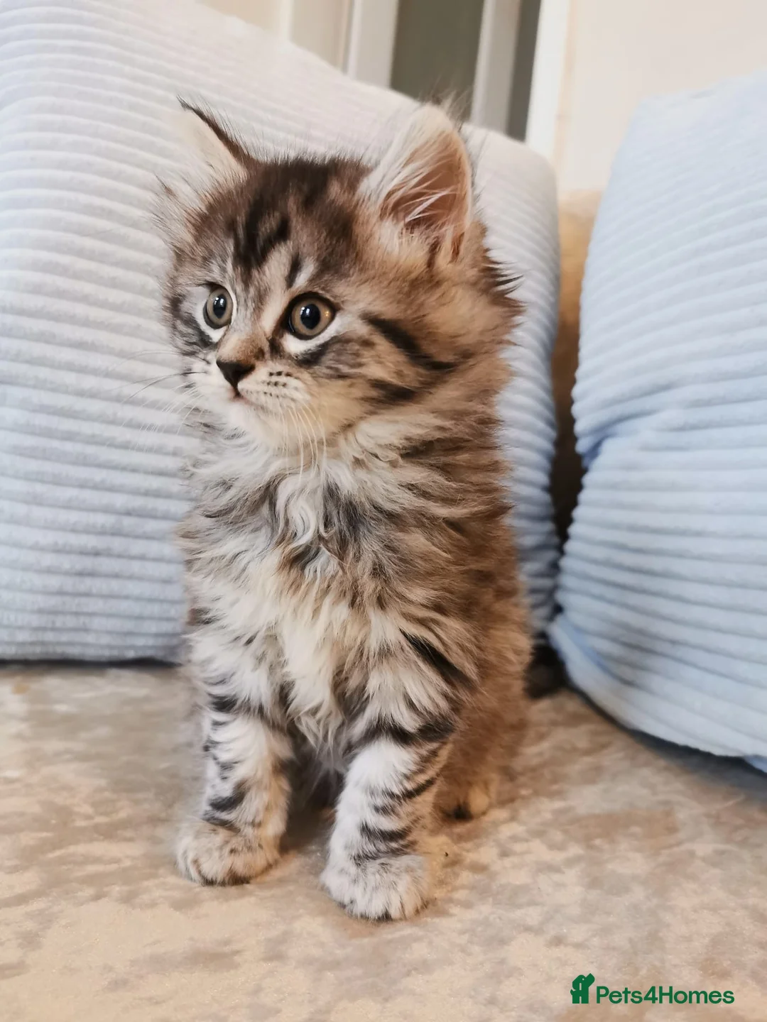 Maine Coon cats for sale: Big, Chunky, Blue Maine Coon Boy. - Advert 1