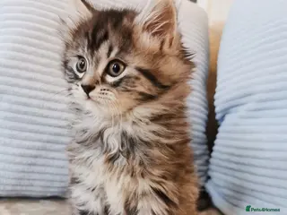 Maine Coon cats Big, Chunky, Blue Maine Coon Boy. - Advert 1