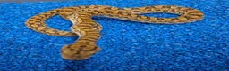 Boa Snake reptiles for sale: Argentina Rainbow Boa's - Advert 8