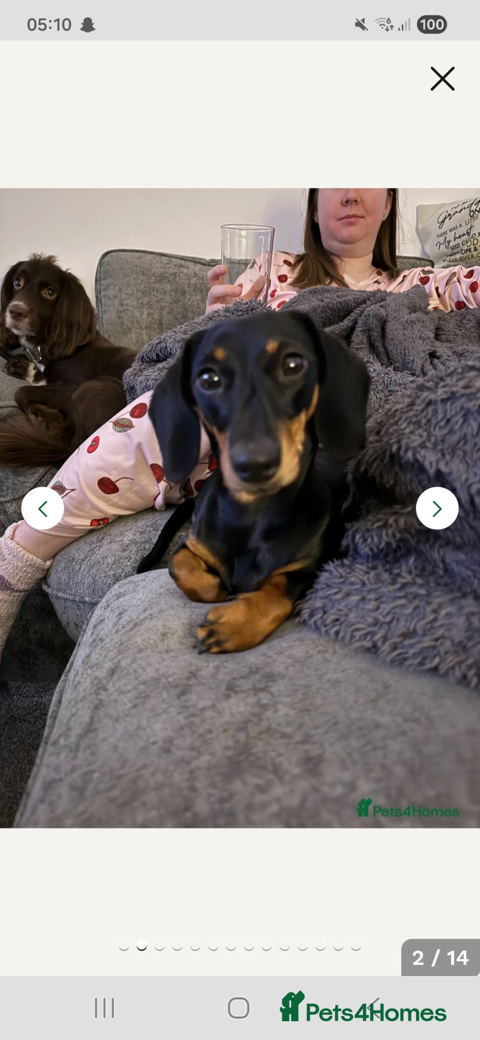 Dachshund dogs for sale: Female in Doncaster - Advert 3