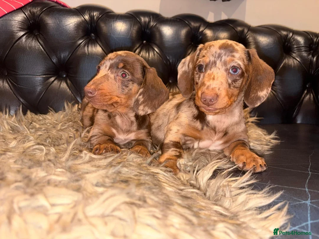 Dachshund dogs for sale: Dachshund puppies  - Advert 7